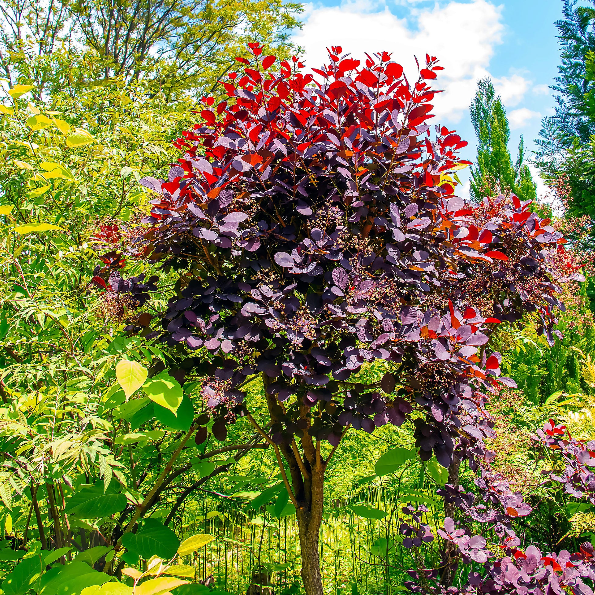 Arbre à perruques 'Royal Purple' sur tige - Arbustes