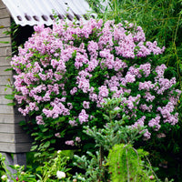 Lilas nain 'Palibin' sur tige - Syringa meyeri  palibin - Bakker