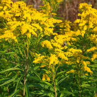 Collection de plantes vivaces à floraison jaune - Solidago luteus, alchemilla mollis, hemerocallis stella de oro - Bakker