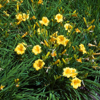 Vivaces fleuries - Collection de plantes vivaces à floraison jaune - Solidago luteus, alchemilla mollis, hemerocallis stella de oro