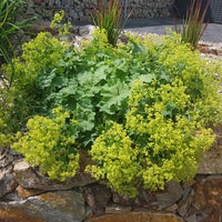 Solidago luteus, alchemilla mollis, hemerocallis stella de oro - Collection de plantes vivaces à floraison jaune - Vivaces fleuries