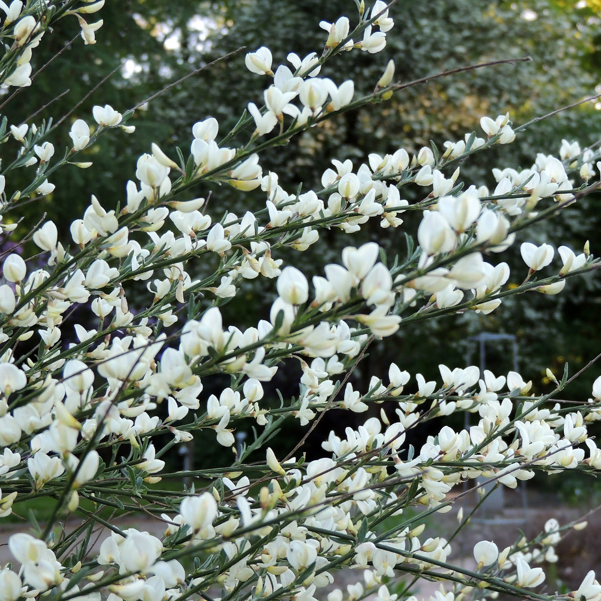 Cytisus praecox allgold, albus, boskoop ruby - Haie de 3 Genêts : blanc, rouge, jaune - Arbustes fleuris