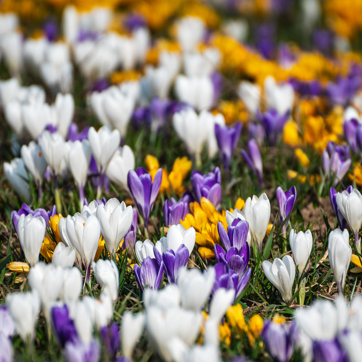 50 Crocus botaniques en mélange
