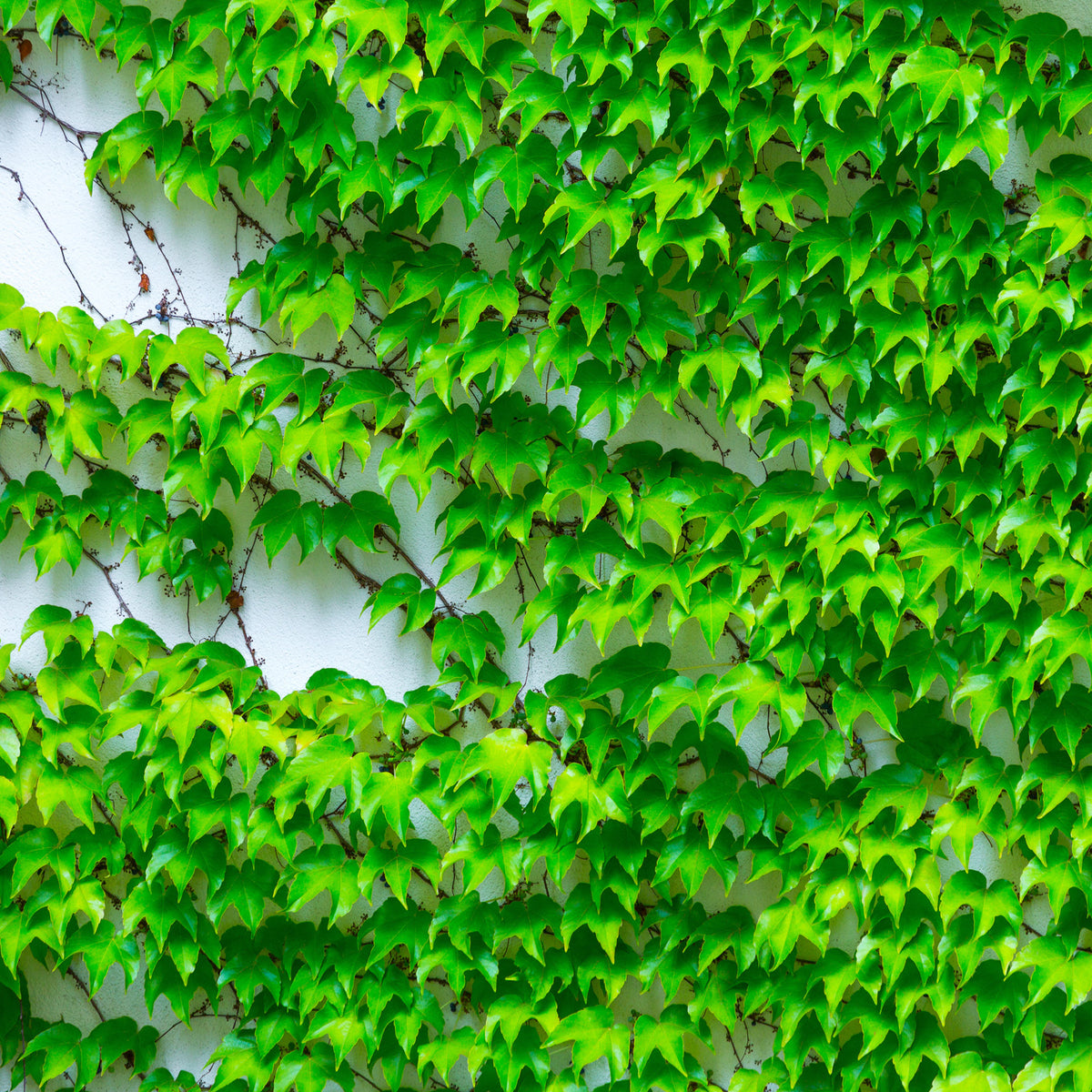 Parthenocissus tricuspidata Veitchii - Vigne vierge - Plantes grimpantes