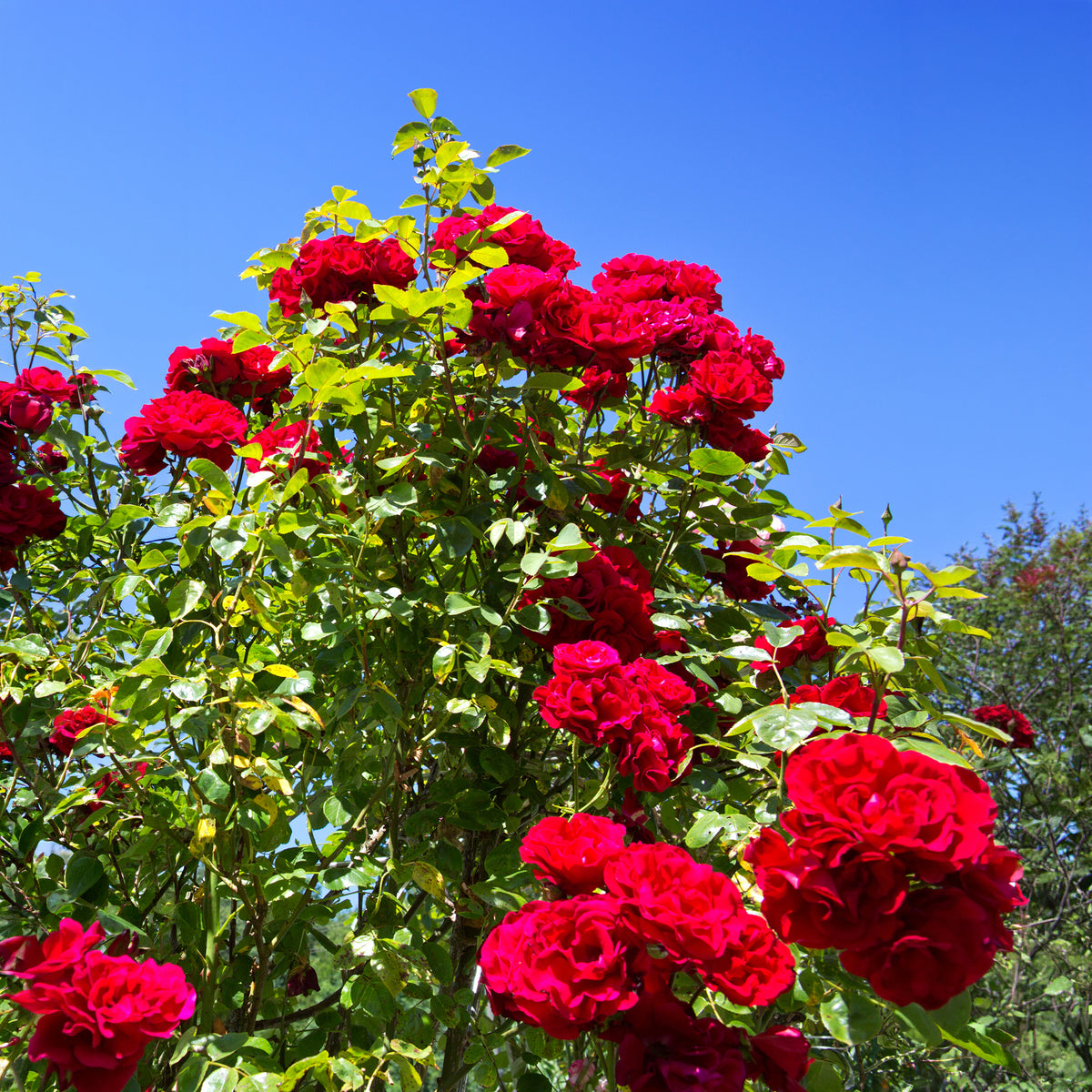 Vente Rosier grimpant 'Santana' - Rosa santana ®