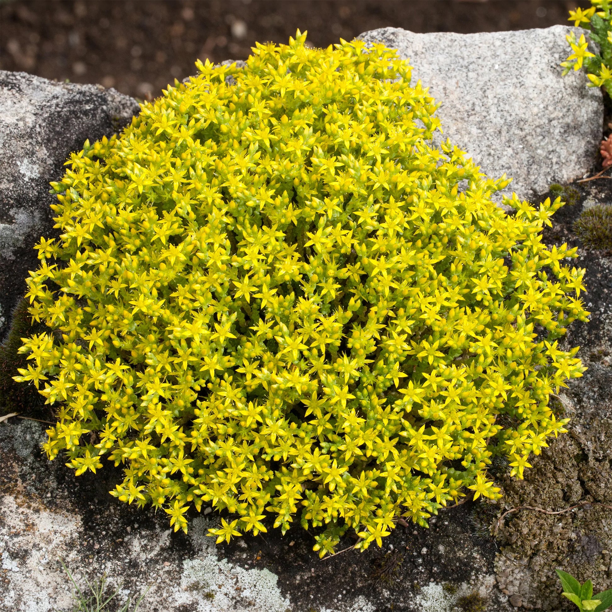 Sedum acre, Phlox subulata McDaniel's Cushion - 4 vivaces couvre-sol pour rocaille - Vivaces fleuries