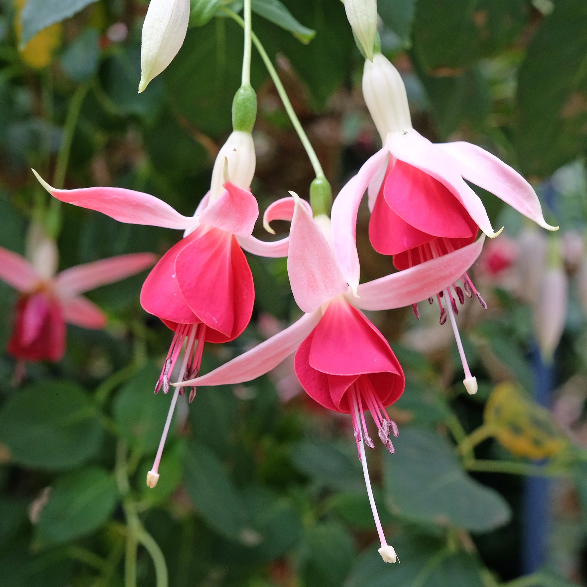 Fuchsia Celia Smedley - 3 Fuchsias Celia Smedley - Fuchsia