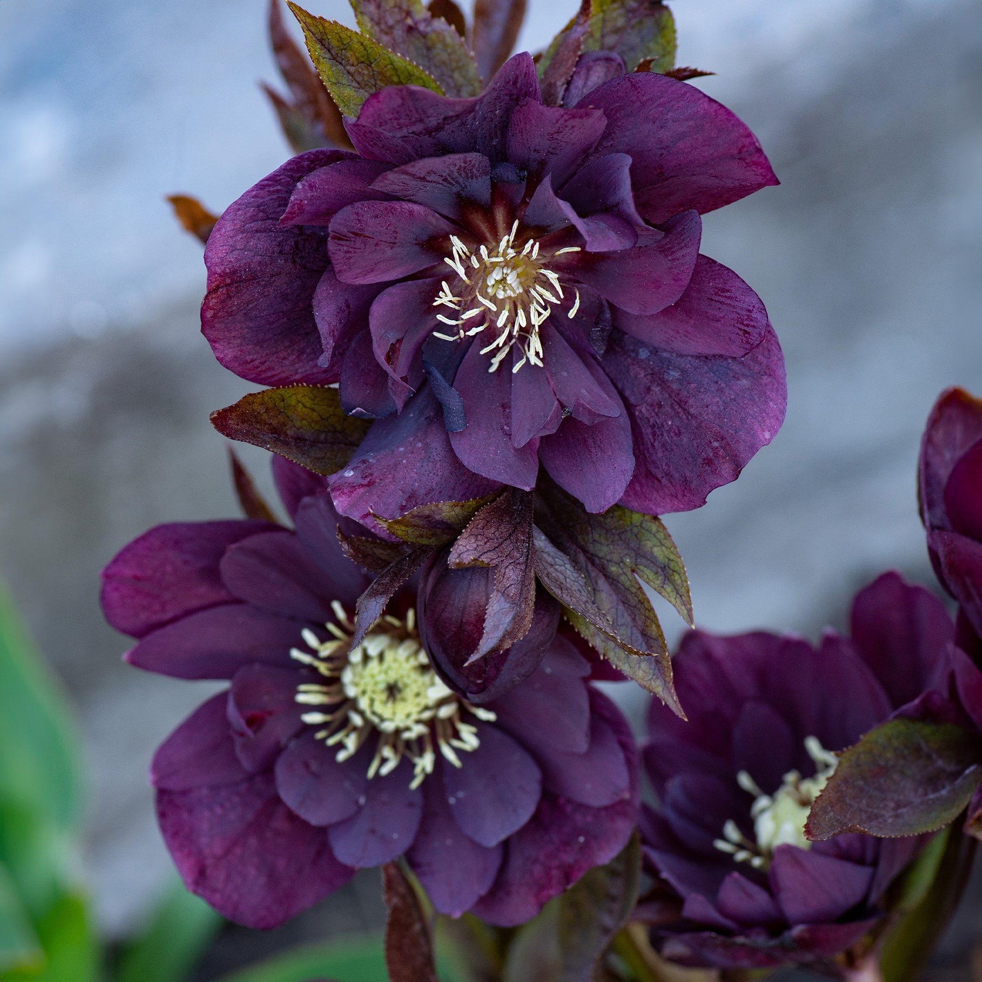 Bakker - 2 Hellébores doubles violettes Ellen - Helleborus double ellen purple - Terrasses et balcons