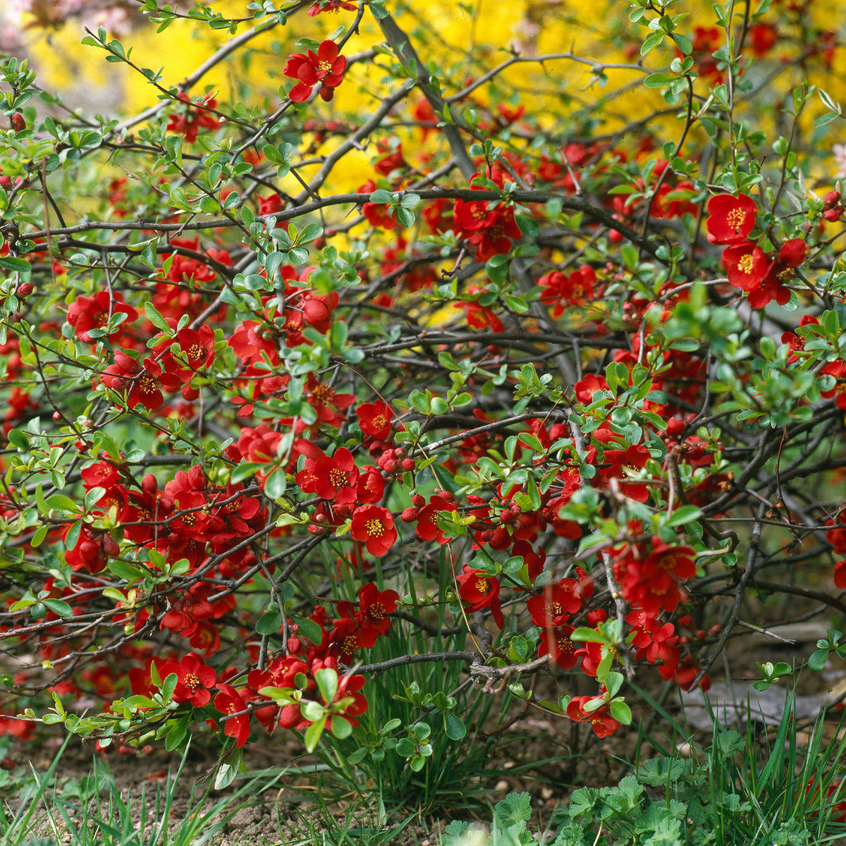 Cognassier du Japon Crimson And Gold - Bakker