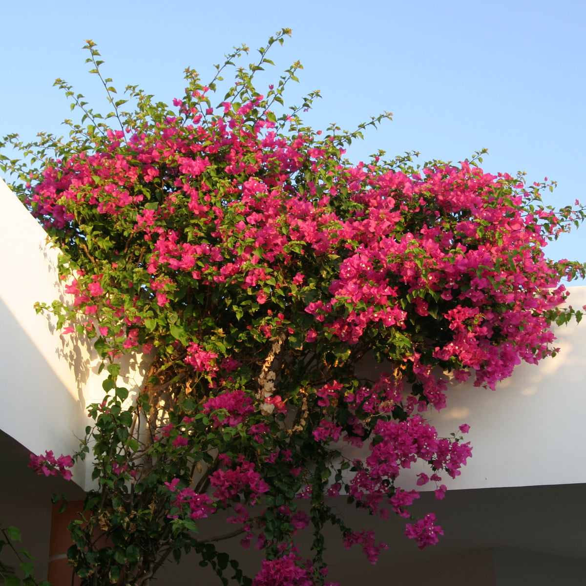 Bougainvillier rose - Bougainvillea pink - Bakker