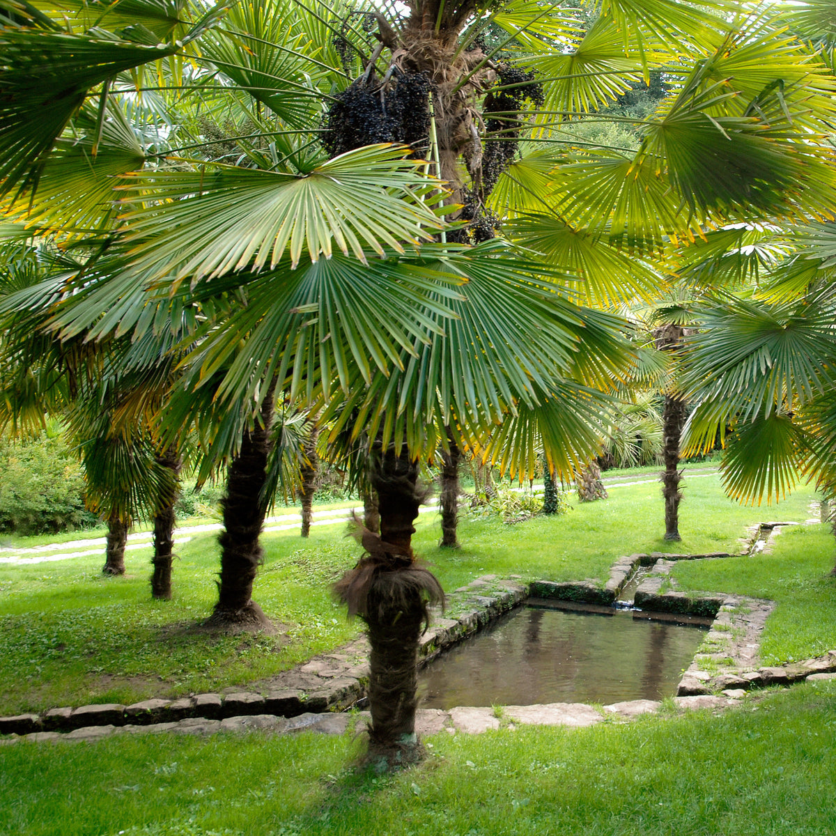 Vente Palmier de Chine - Trachycarpus fortunei