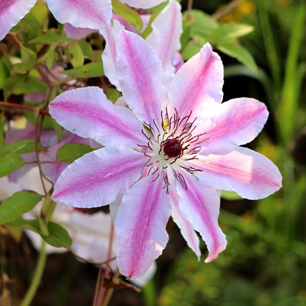 Clématite - Clématite 'Nelly Moser' - Clematis 'nelly moser'