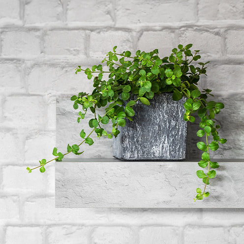 Pépéromia à feuilles rondes - Bakker