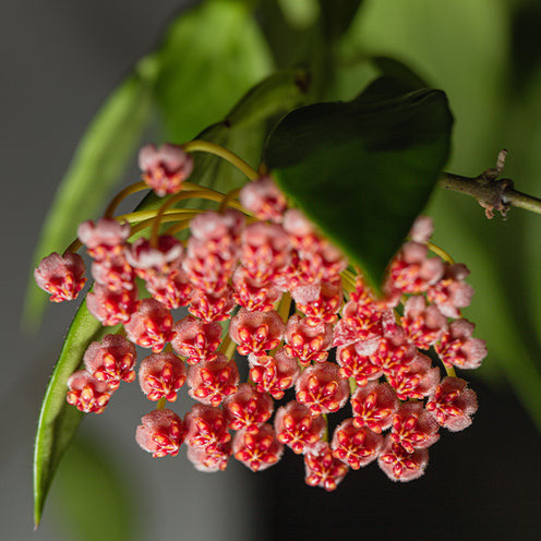 Hoya carnosa Gracilis - Hoya Gracilis - Plantes suspendues d'intérieur