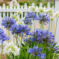 Agapanthes - 3 Agapanthes violettes et blanche en mélange - Agapanthus