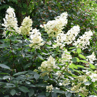 Jardins - Un Hortensia blanc en cadeau - Hydrangea paniculata Grandiflora
