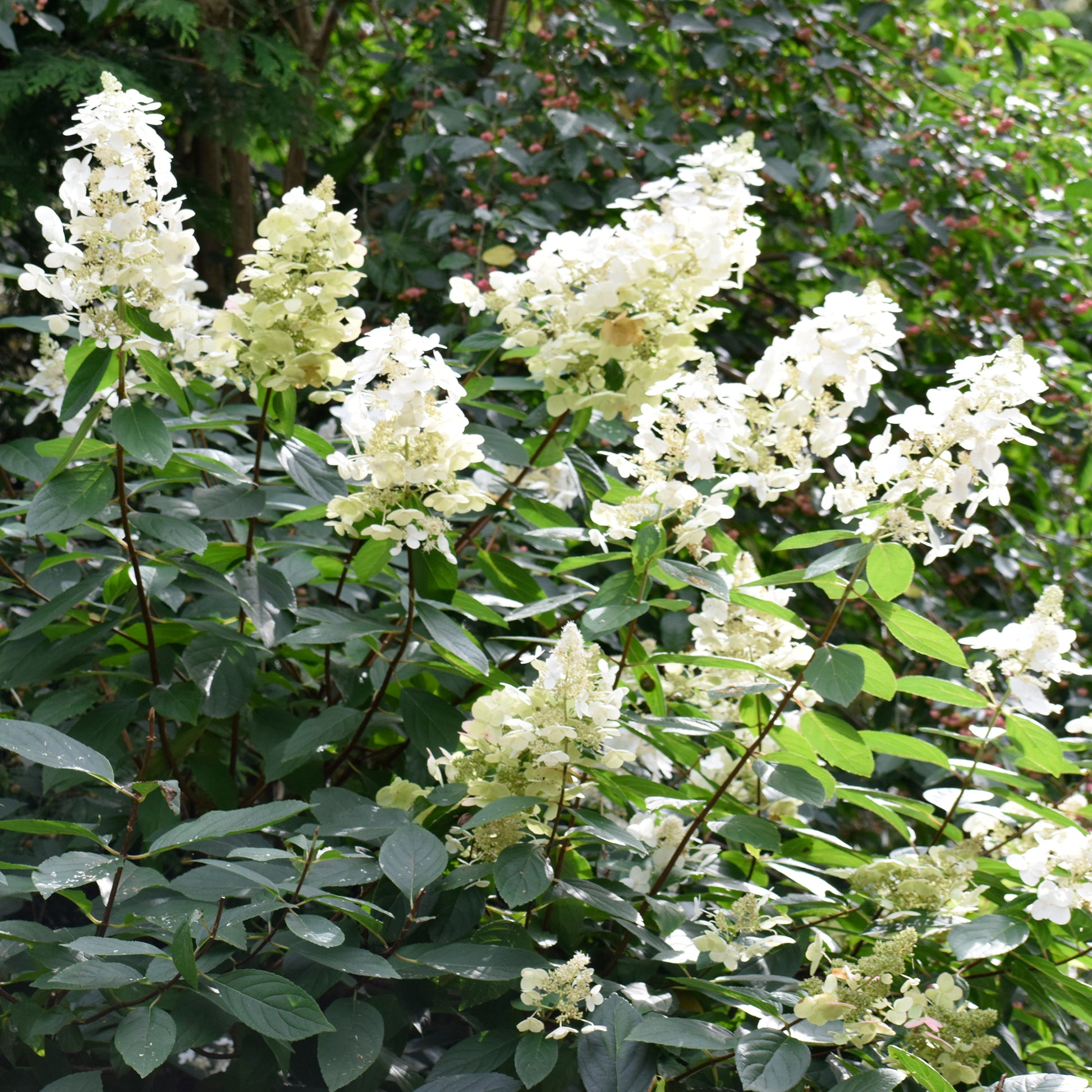 Jardins - Un Hortensia blanc en cadeau - Hydrangea paniculata Grandiflora