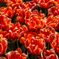 Tulipa double late Queensday - 7 Tulipes doubles  Queensday - Bulbes de Tulipe