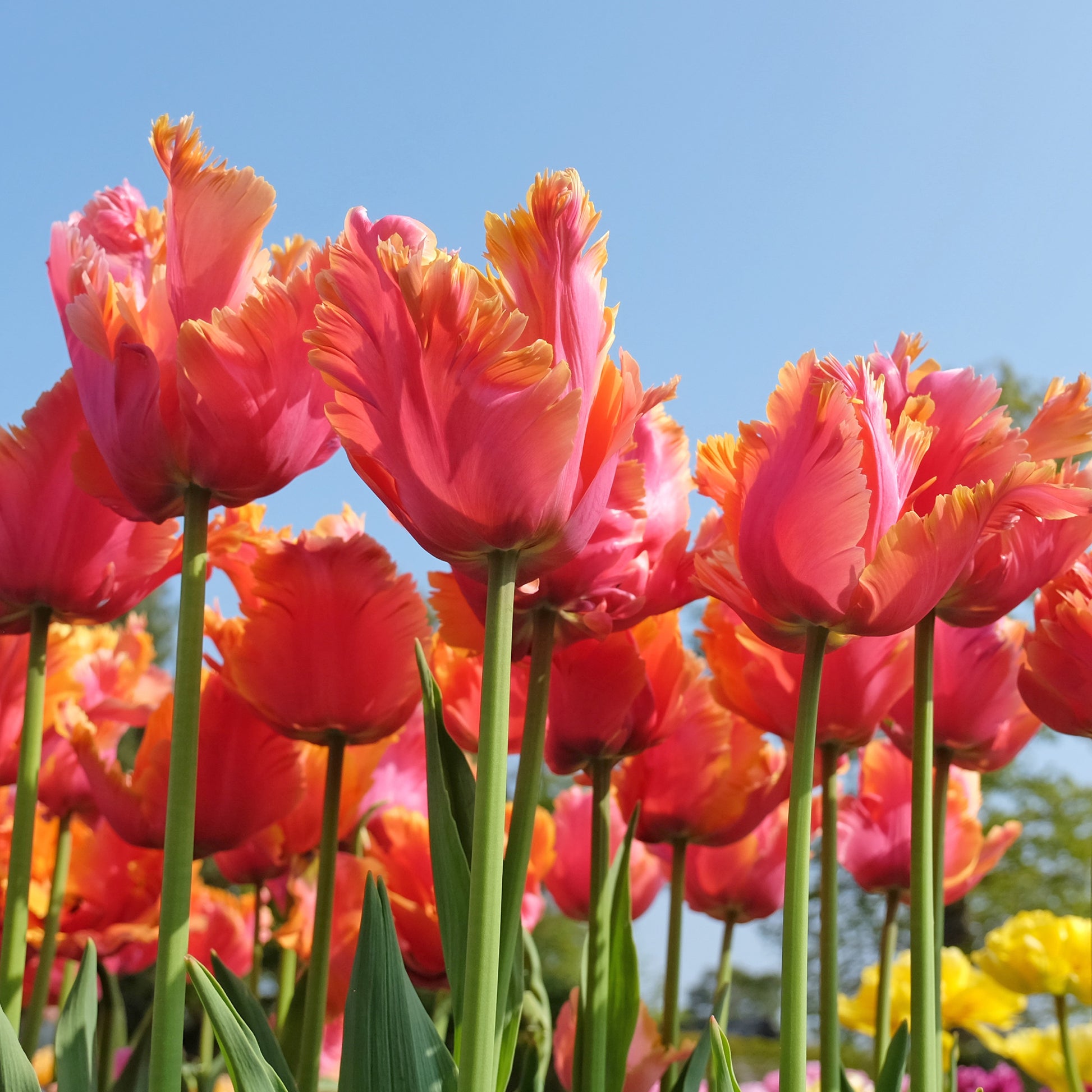 Tulipa parrot Amazing Parrot - 7 Tulipes perroquets Amazing Parrot - Bulbes de Tulipe