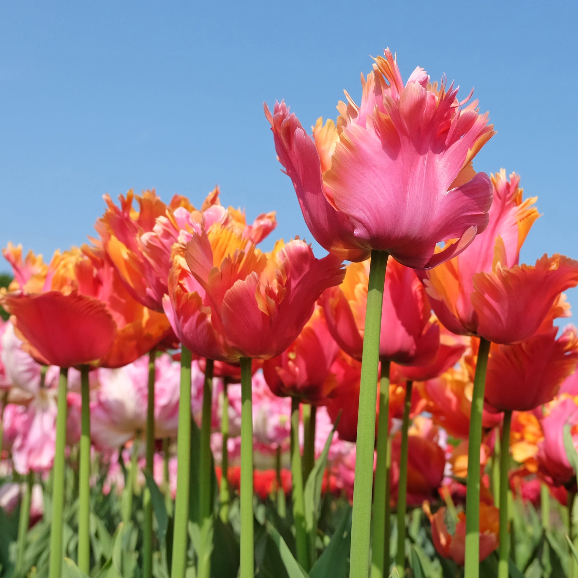 Bulbes de Tulipe - 7 Tulipes perroquets Amazing Parrot - Tulipa parrot Amazing Parrot