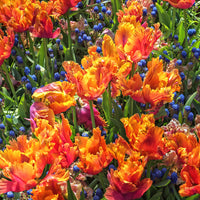 7 Tulipes perroquets Amazing Parrot - Tulipa parrot Amazing Parrot - Bakker