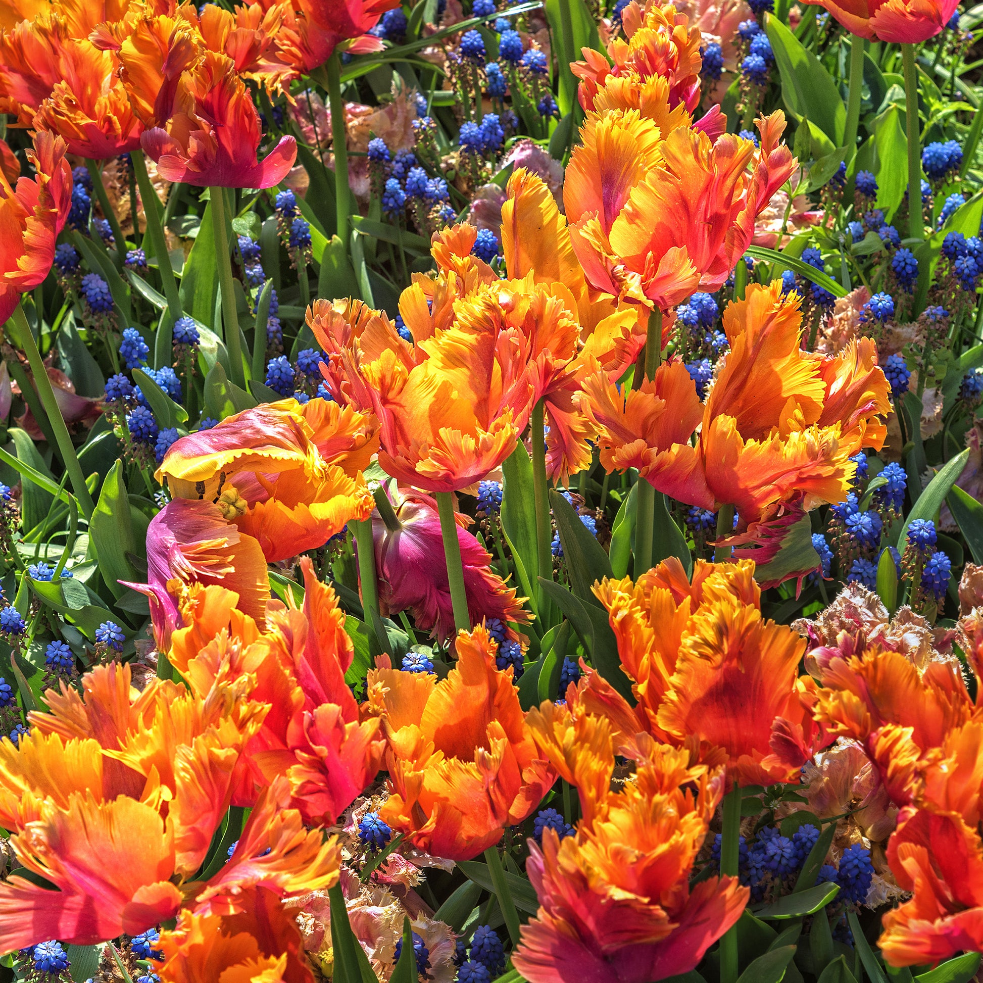 7 Tulipes perroquets Amazing Parrot - Tulipa parrot Amazing Parrot - Bakker