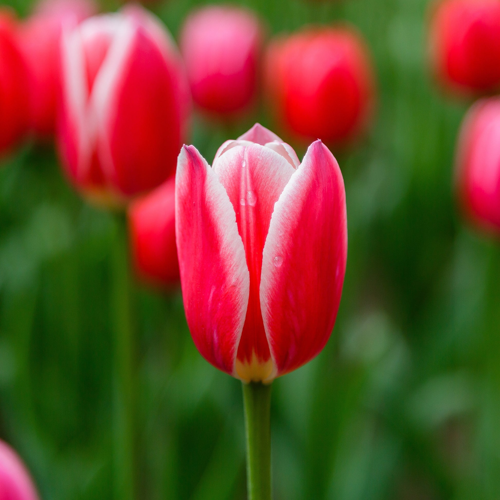 Tulipa darwin hybrid candy apple Delight - 8 Tulipes Darwin Candy Apple Delight - Bulbes de Tulipe