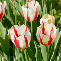 Tulipa Love Circle - 8 Tulipes Love Circle - Bulbes de Tulipe