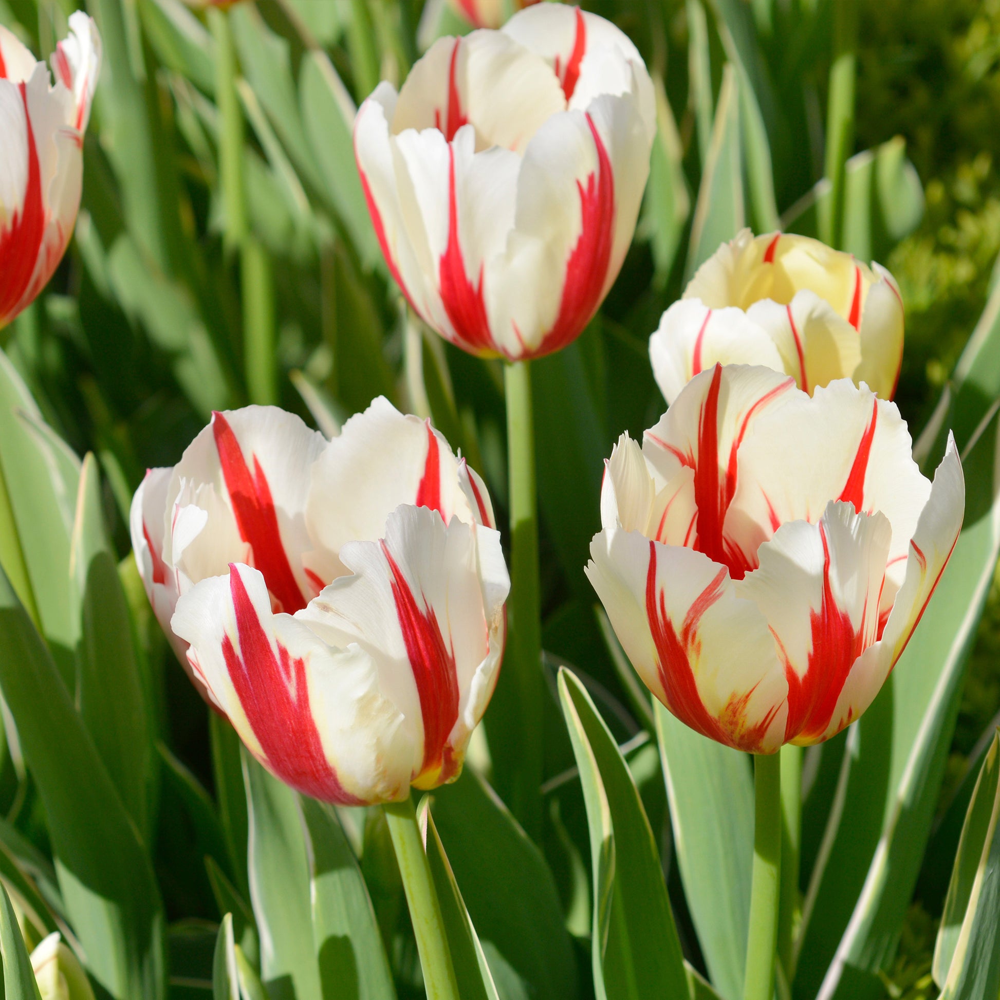 Tulipa Love Circle - 8 Tulipes Love Circle - Bulbes de Tulipe