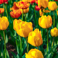 Tulipa Crystal star - 10 Tulipes Crystal Star - Bulbes de Tulipe