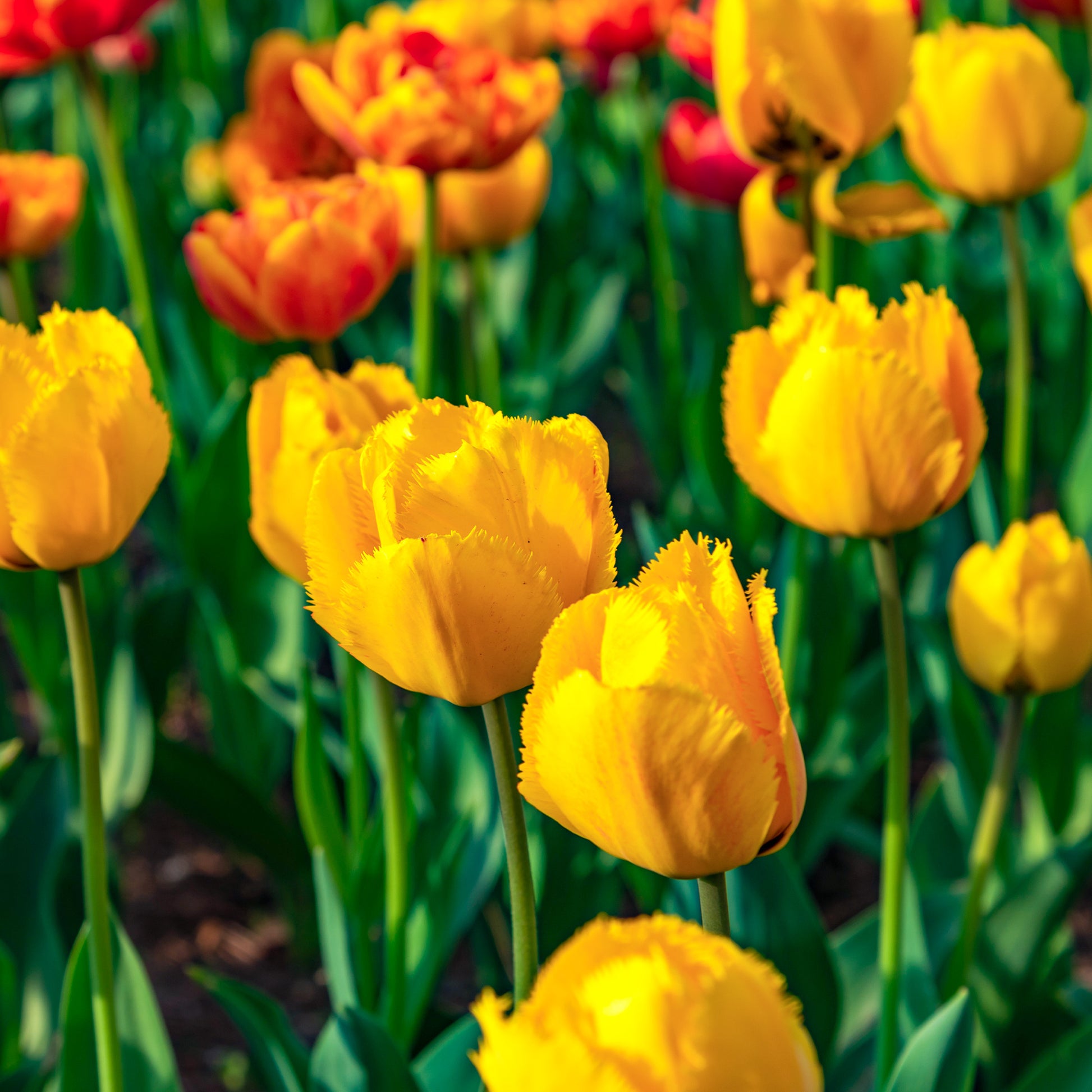 Tulipa Crystal star - 10 Tulipes Crystal Star - Bulbes de Tulipe