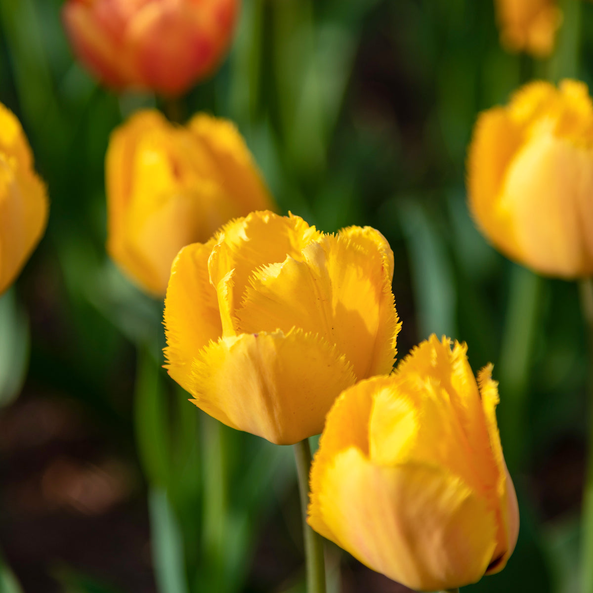 10 Tulipes Crystal Star - Tulipa Crystal star - Bakker