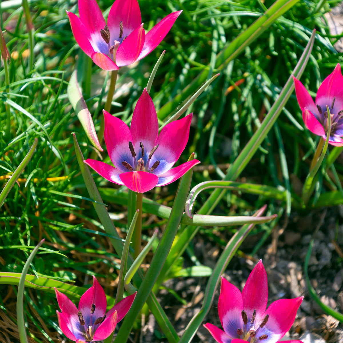 Tulipa botanical little beauty - 10 Tulipes botaniques Little Beauty - Bulbes de Tulipe