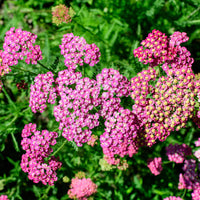 Achillea milleforlium Mily Rock - Achillée millefeuille Mily Rock - Achillea - Achillée