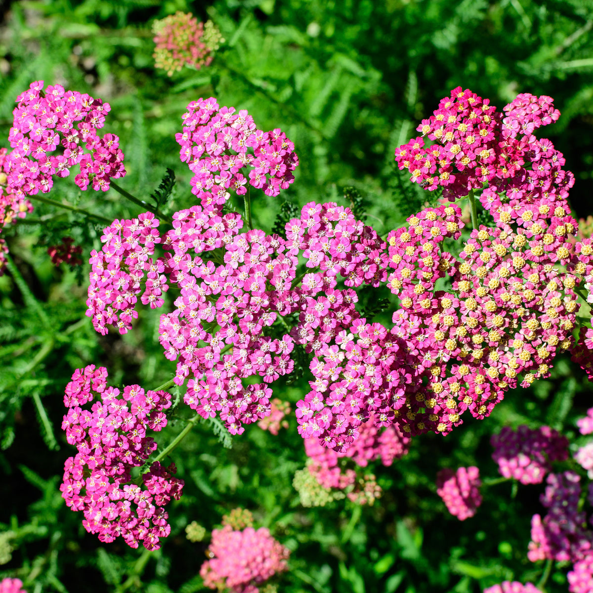 achillea milleforlium Mily Rock - Achillée millefeuille Mily Rock - Achillée