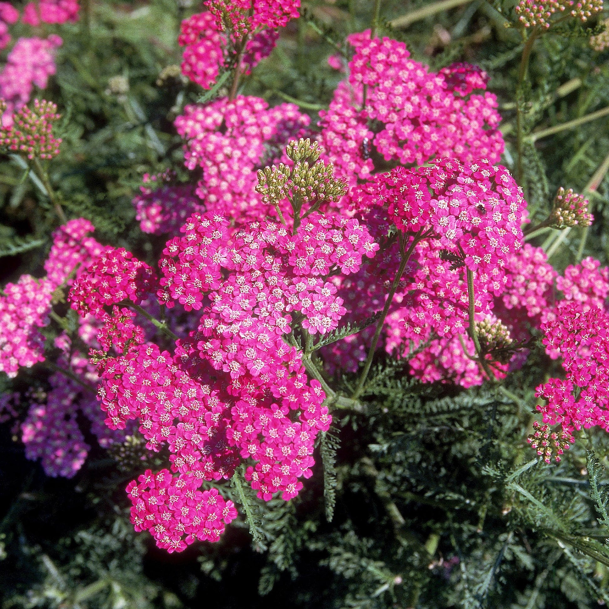 Achillée millefeuille Mily Rock - Achillea milleforlium Mily Rock - Bakker