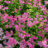 Achillea - Achillée - Achillée millefeuille Mily Rock - Achillea milleforlium Mily Rock
