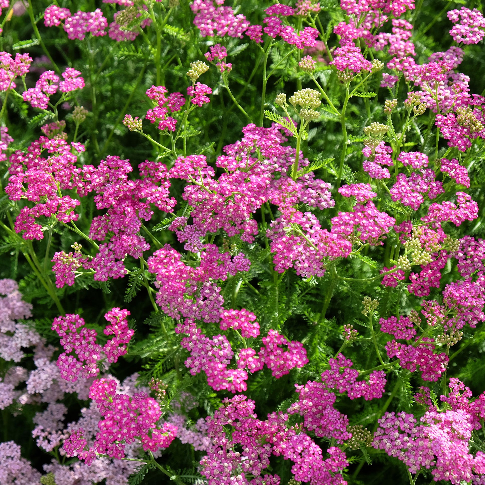Achillea - Achillée - Achillée millefeuille Mily Rock - Achillea milleforlium Mily Rock