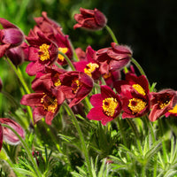 Anémone pulsatille rouge - Pulsatilla vulgaris red - Bakker