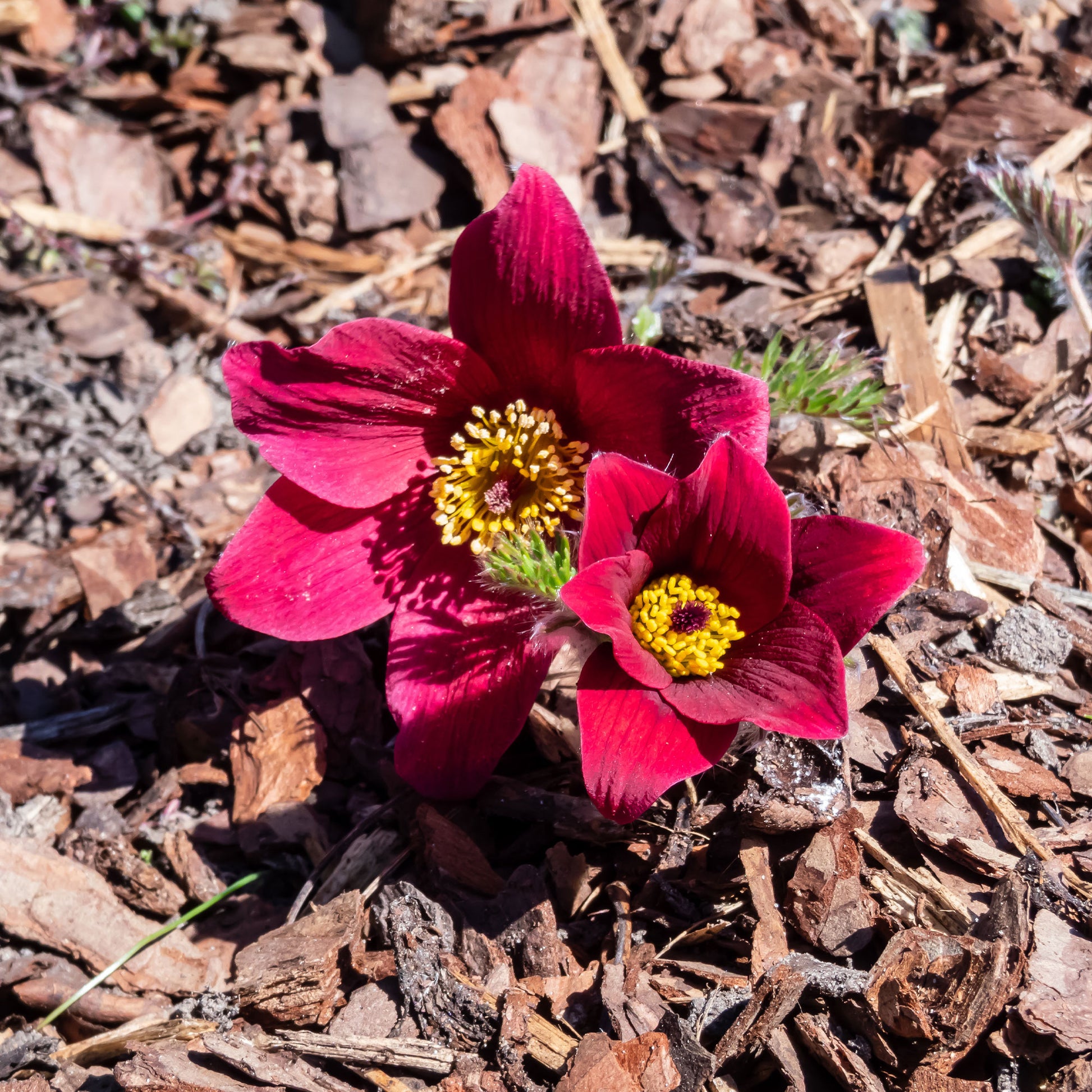 Pulsatilla vulgaris red - Anémone pulsatille rouge - Plantes vivaces