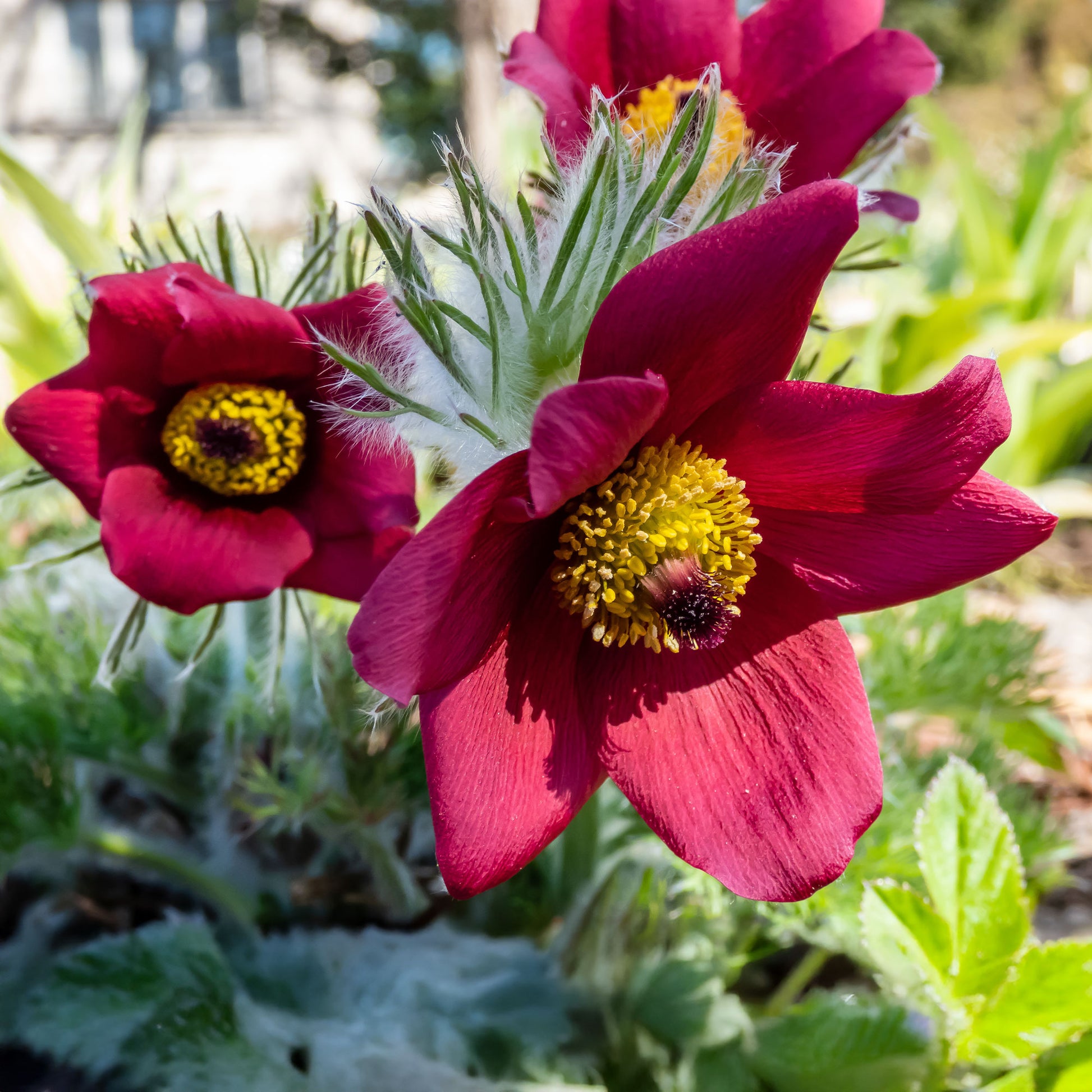 Plantes vivaces - Anémone pulsatille rouge - Pulsatilla vulgaris red