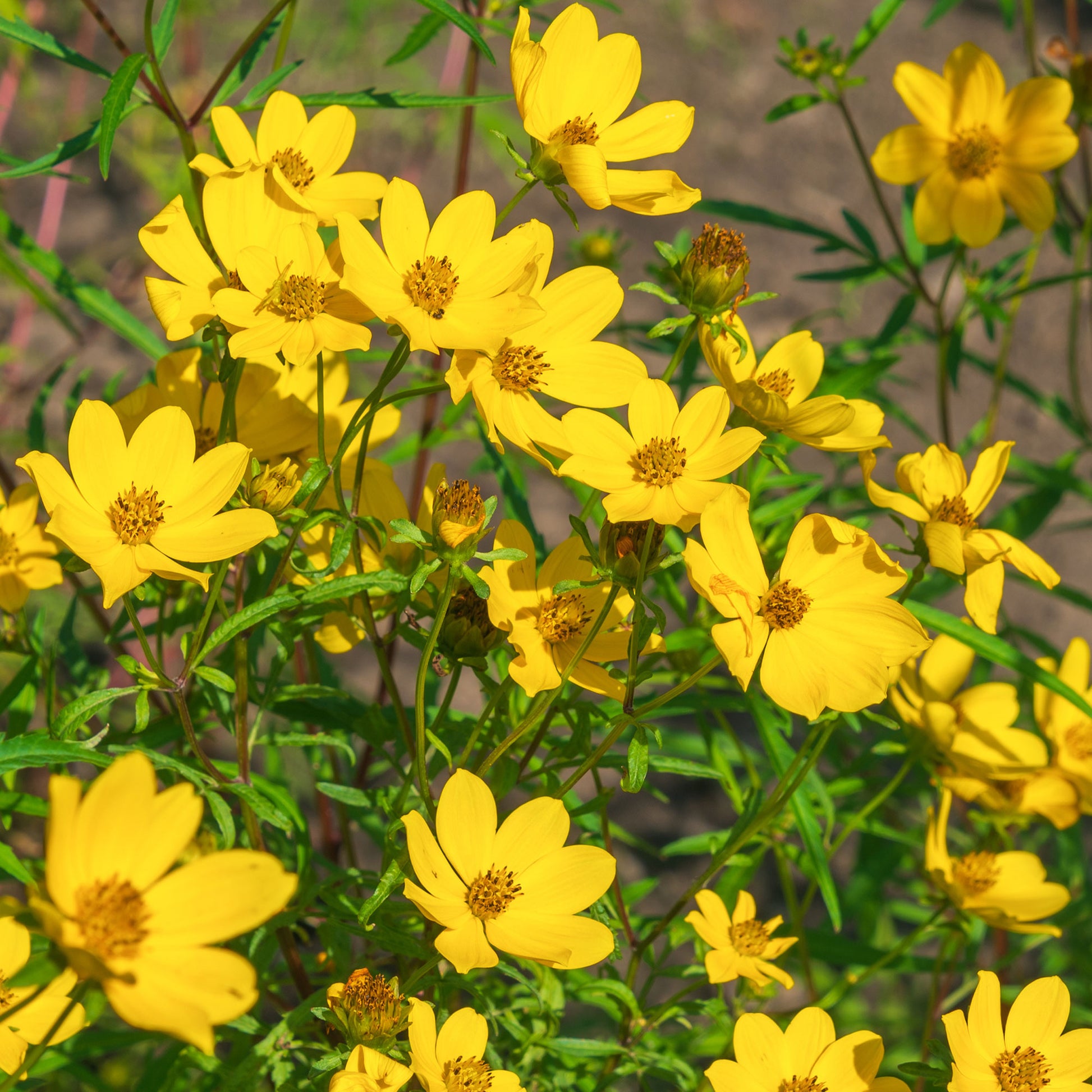 Bidens jaunes - Bidens yellow - Bakker
