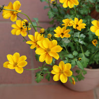 Bidens yellow - Bidens jaunes - Fleurs pour terrasses et balcons
