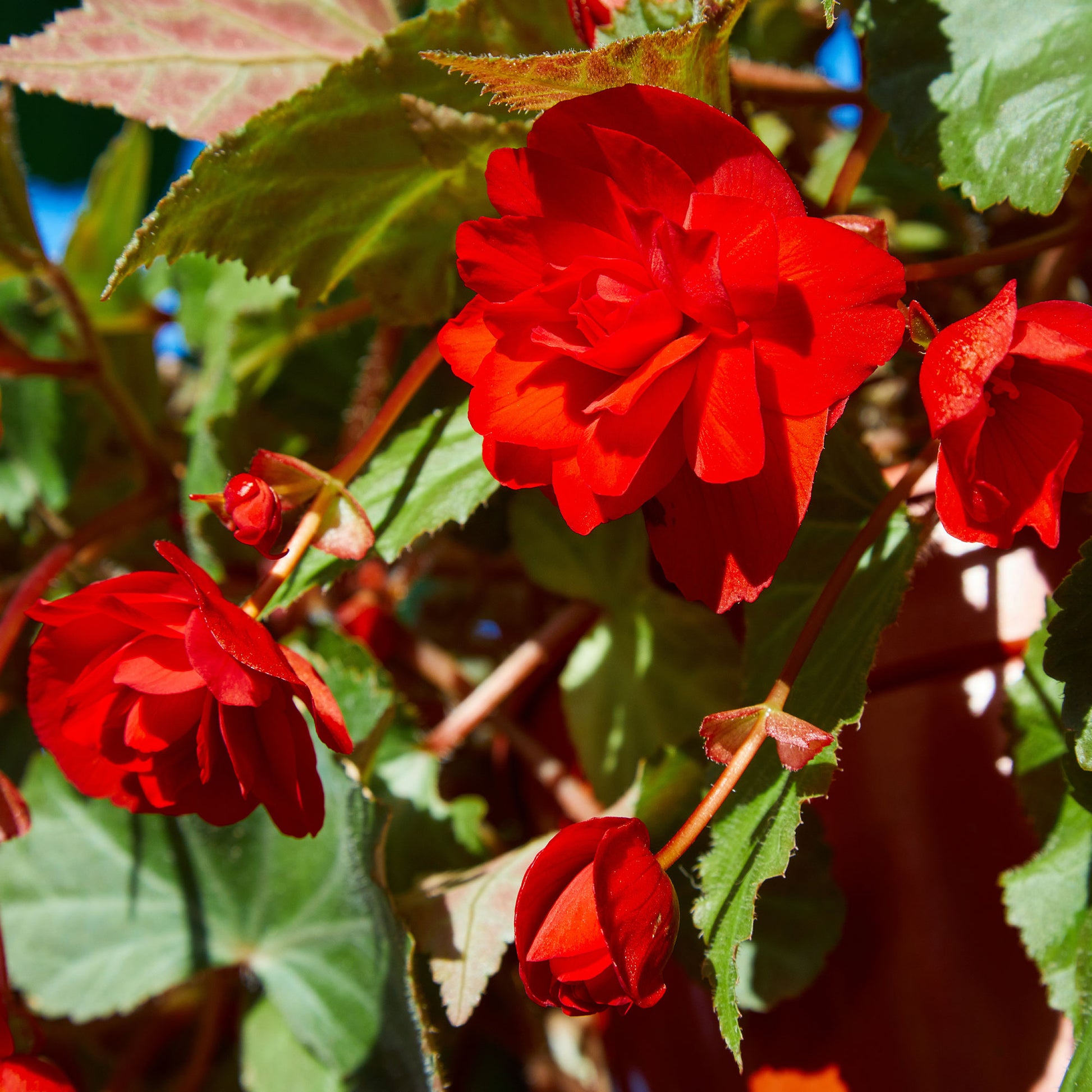 Bégonia red - Bégonia à grandes fleurs rouges - Fleurs pour terrasses et balcons