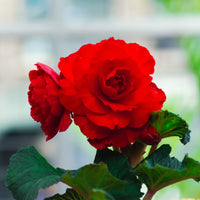 Bégonia à grandes fleurs rouges - Bégonia red - Bakker