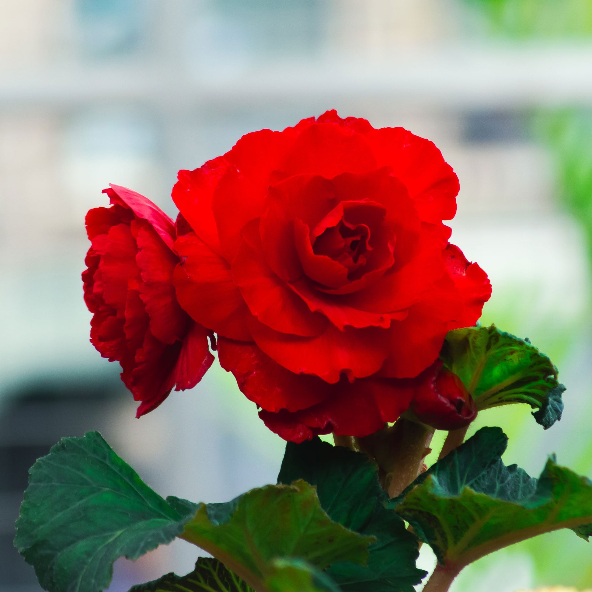 Bégonia à grandes fleurs rouges - Bégonia red - Bakker