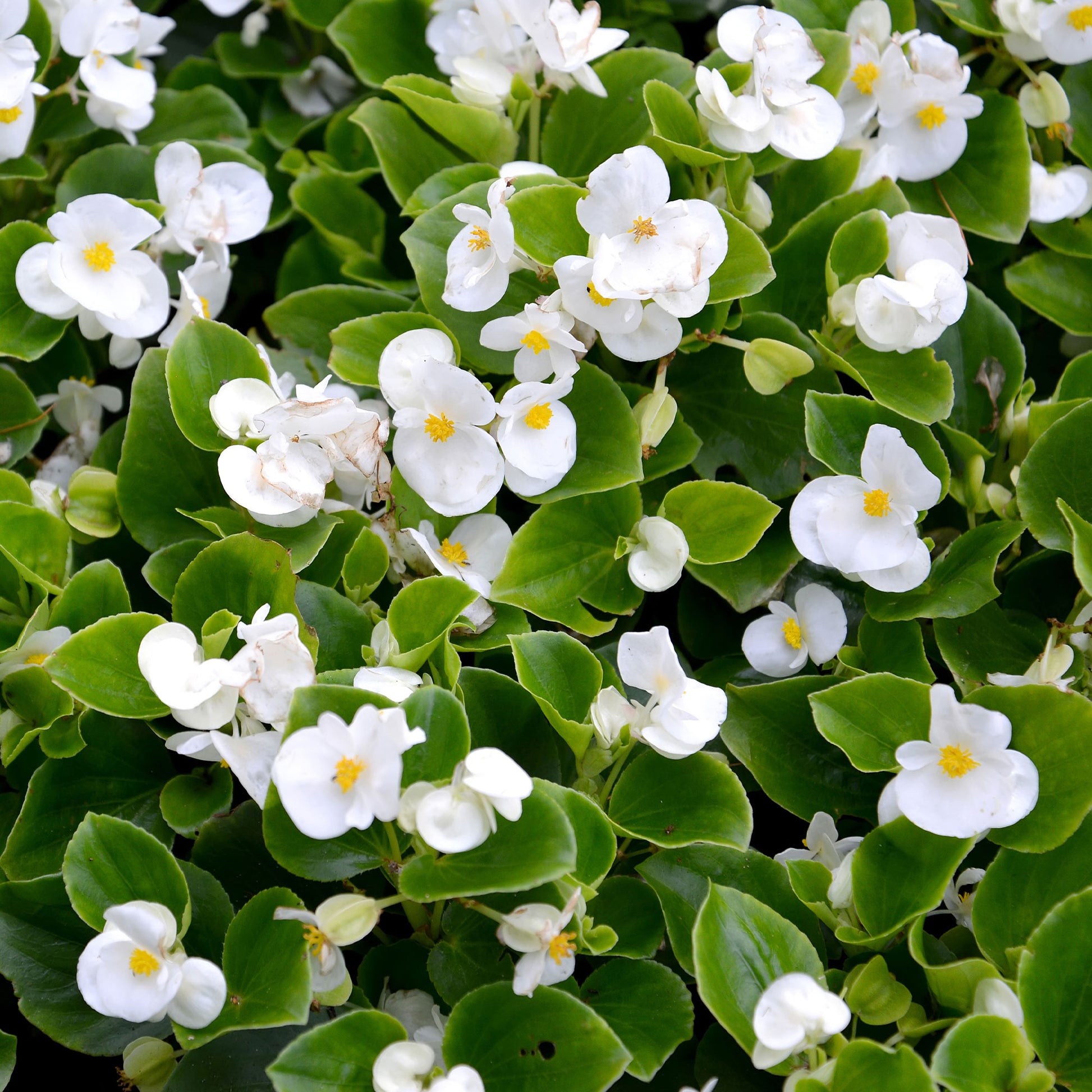 Fleurs pour terrasses et balcons - Bégonia semperflorens blanc - Bégonia semperflorens white
