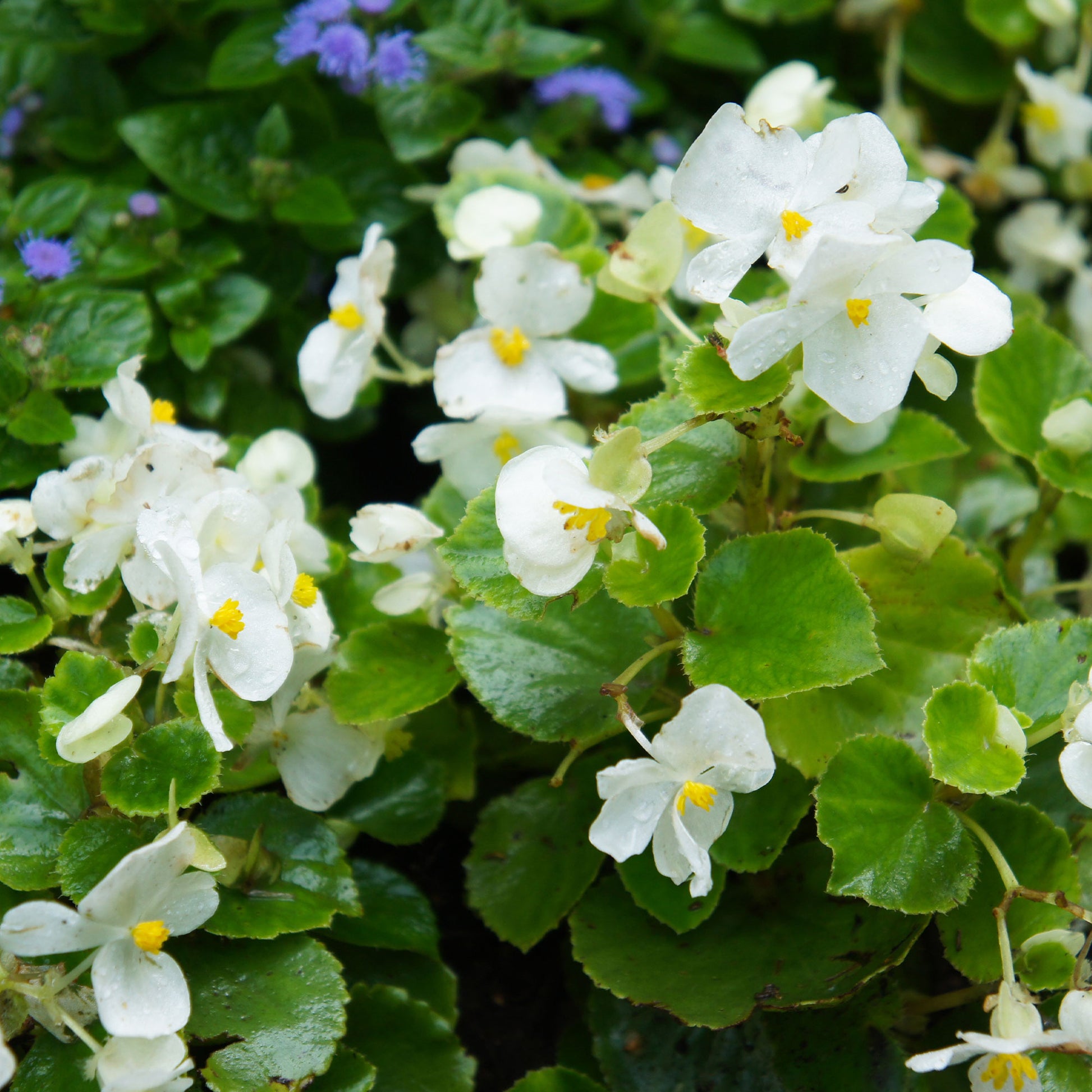 Bégonia semperflorens blanc - Bakker