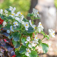 Bégonia semperflorens blanc - Bégonia semperflorens white - Bakker