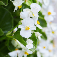 Bégonia semperflorens white - Bégonia semperflorens blanc - Fleurs pour terrasses et balcons